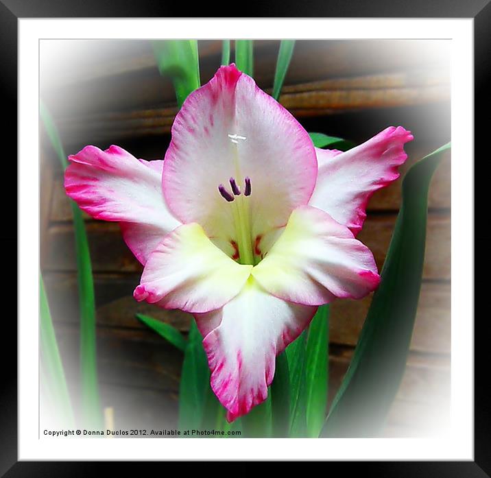 Gladiola Framed Mounted Print by Donna Duclos