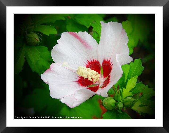 Satin Blush Framed Mounted Print by Donna Duclos