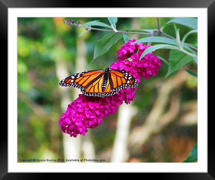 Monarch Butterfly Framed Mounted Print by Donna Duclos
