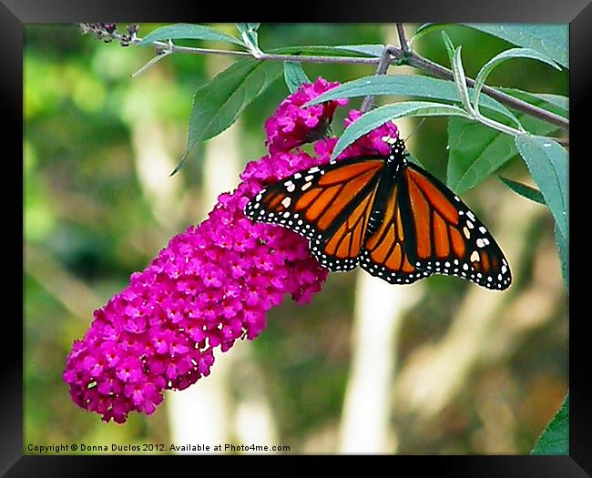 Monarch Butterfly 2 Framed Print by Donna Duclos
