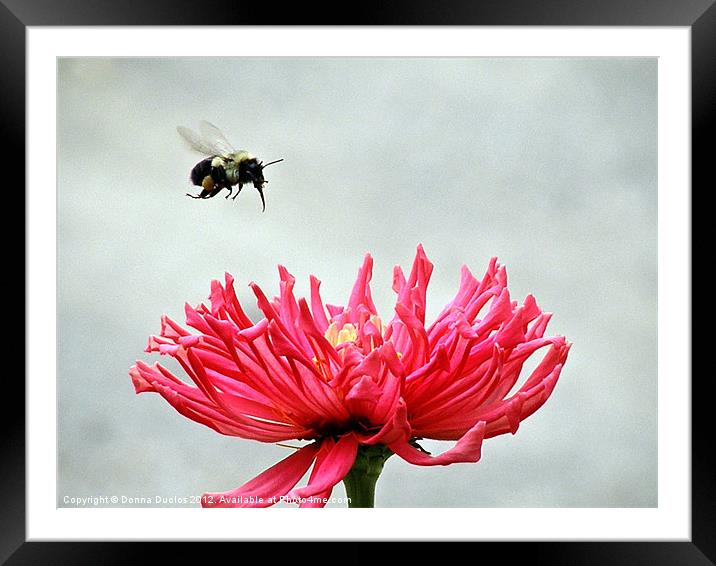Gerbera and the Bee Framed Mounted Print by Donna Duclos