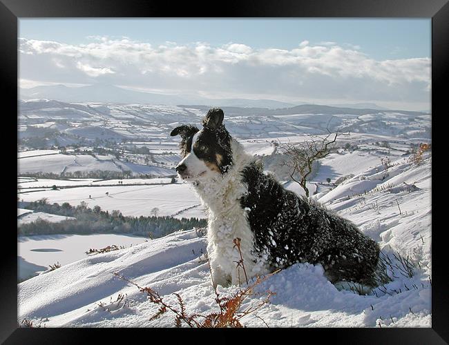 Snow Collie Framed Print by Ian Collins