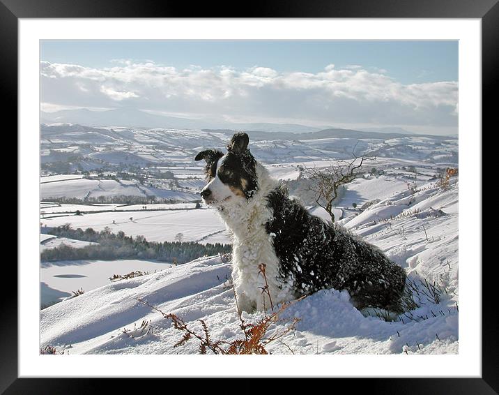 Snow Collie Framed Mounted Print by Ian Collins
