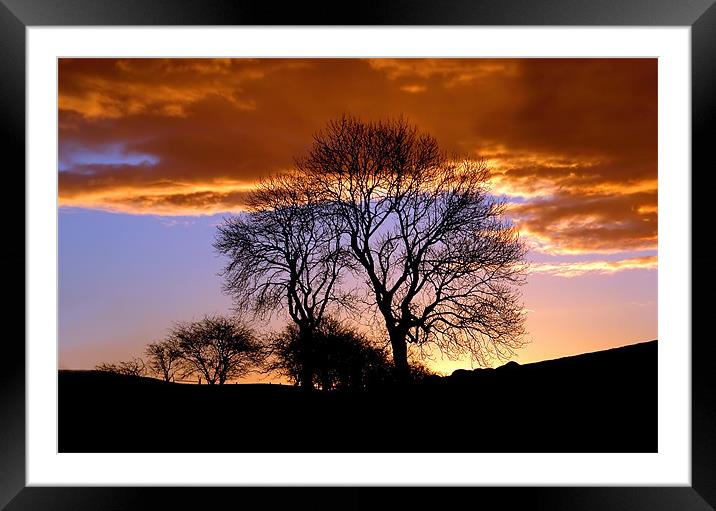 Radnor Forest Trees Silhouette Framed Mounted Print by Ian Collins