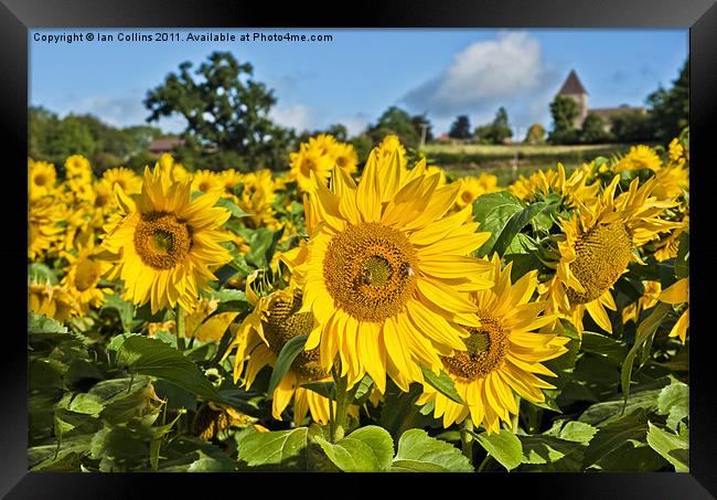 Summer Sunflower Framed Print by Ian Collins