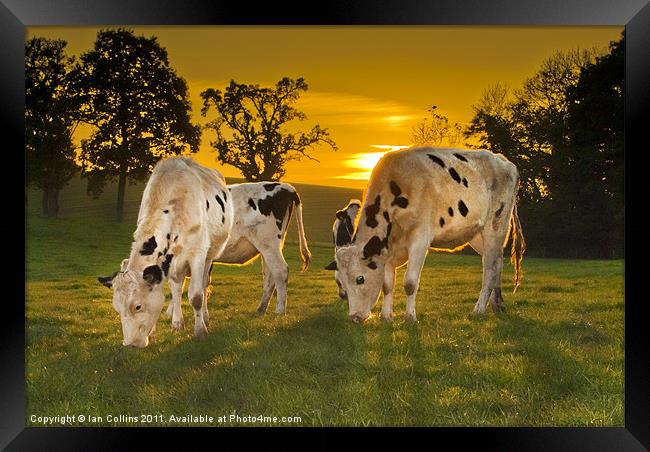 Grazing in the Golden Light Framed Print by Ian Collins