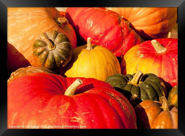 Pumpkins Framed Print by Ian Collins