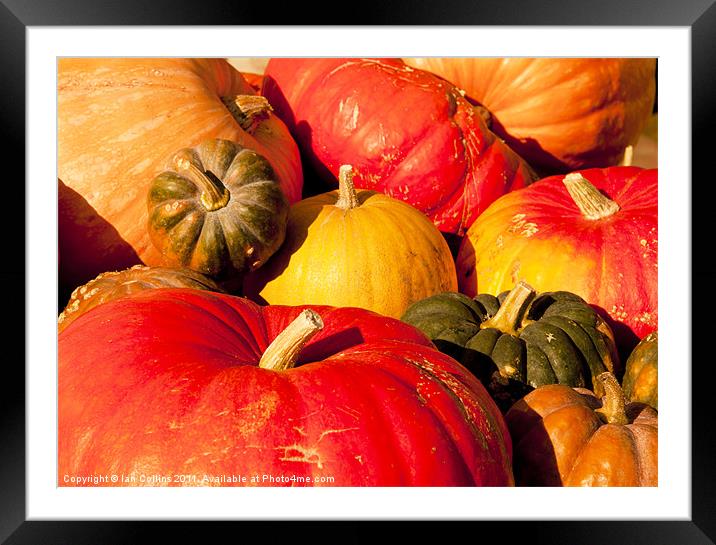 Pumpkins Framed Mounted Print by Ian Collins