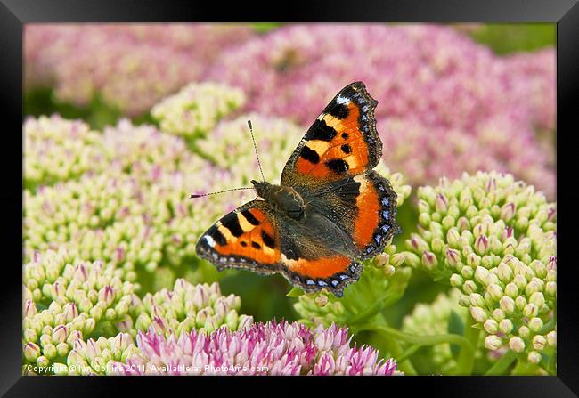 Tortoiseshell Butterfly Framed Print by Ian Collins