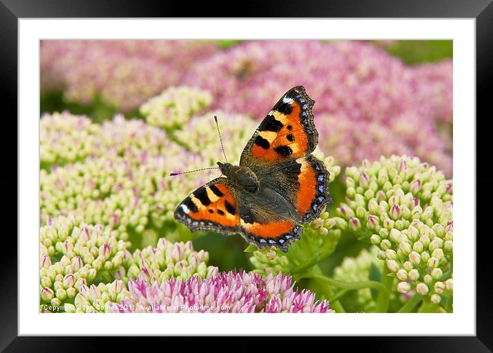 Tortoiseshell Butterfly Framed Mounted Print by Ian Collins