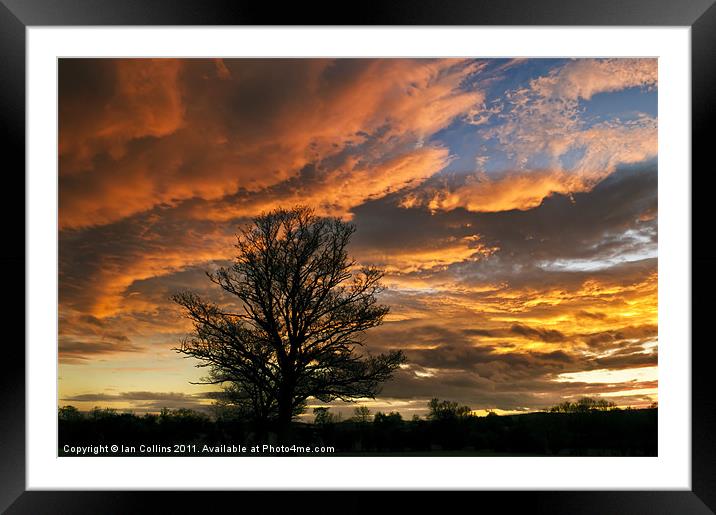 Wild Sunset Framed Mounted Print by Ian Collins