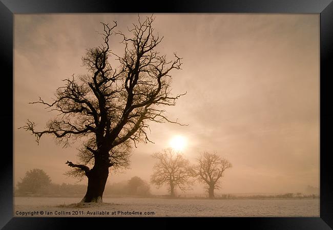 Trees in Mist Framed Print by Ian Collins