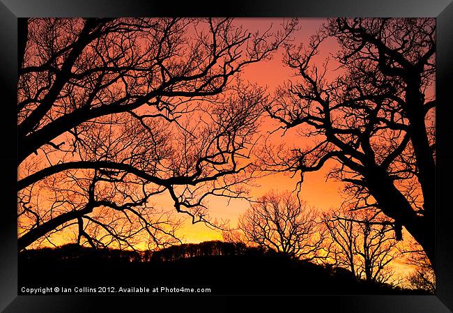 Tree Silhouettes Framed Print by Ian Collins