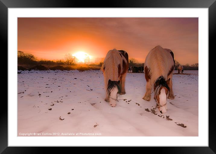 Feeding Time Framed Mounted Print by Ian Collins