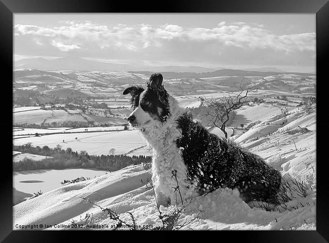 Snow Collie Monochrome Framed Print by Ian Collins