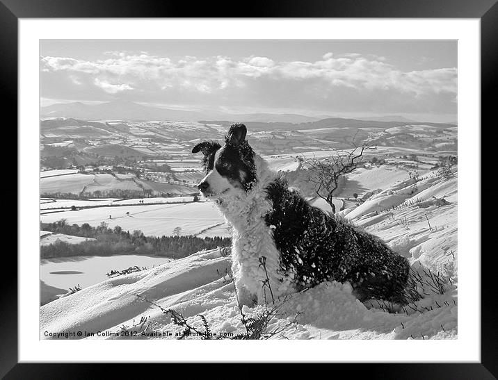 Snow Collie Monochrome Framed Mounted Print by Ian Collins