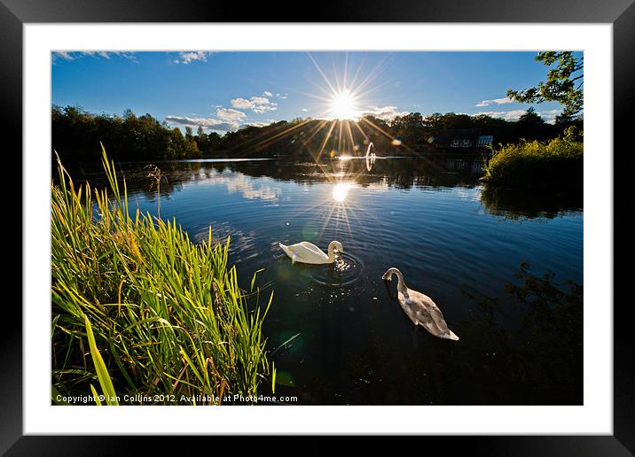Swan Lake Framed Mounted Print by Ian Collins