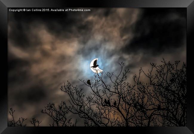  Solar Eclipse Bird Framed Print by Ian Collins