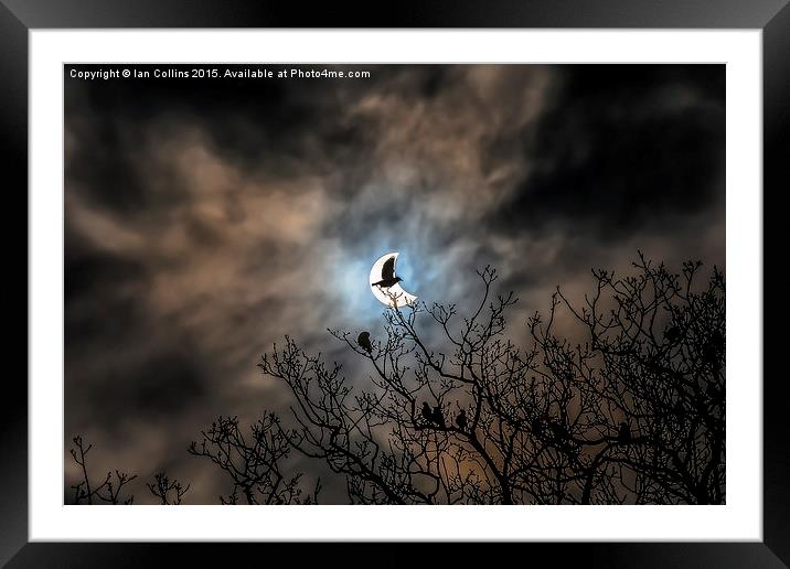  Solar Eclipse Bird Framed Mounted Print by Ian Collins