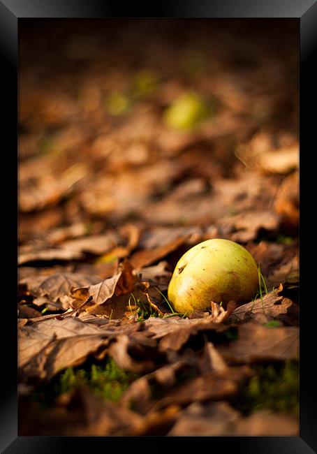 Autumnal Scene Fallen Apple Framed Print by Andrew Berry