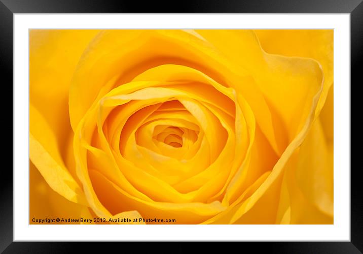 Yellow Rose Closeup Framed Mounted Print by Andrew Berry