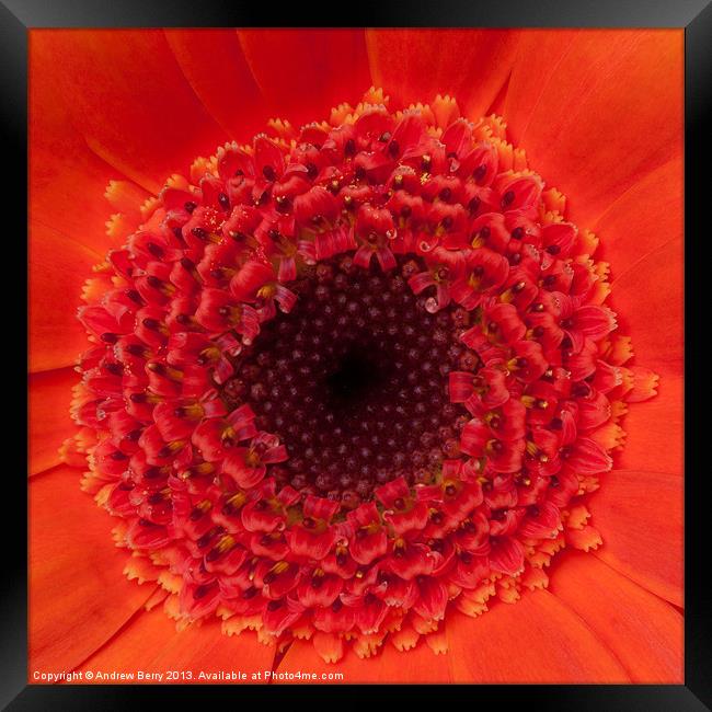 Closeup of Orange Gerbera Framed Print by Andrew Berry