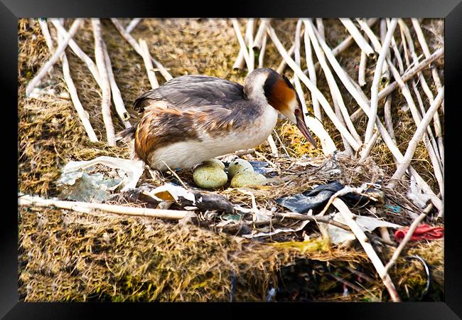 Nesting Crested Grebe Framed Print by Jack Jacovou Travellingjour