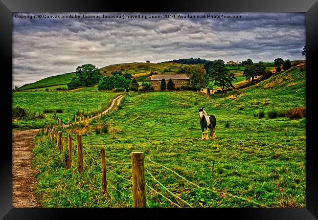 Skewbald Framed Print by Jack Jacovou Travellingjour