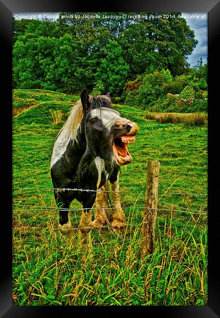 Skewy Skewbald Framed Print by Jack Jacovou Travellingjour