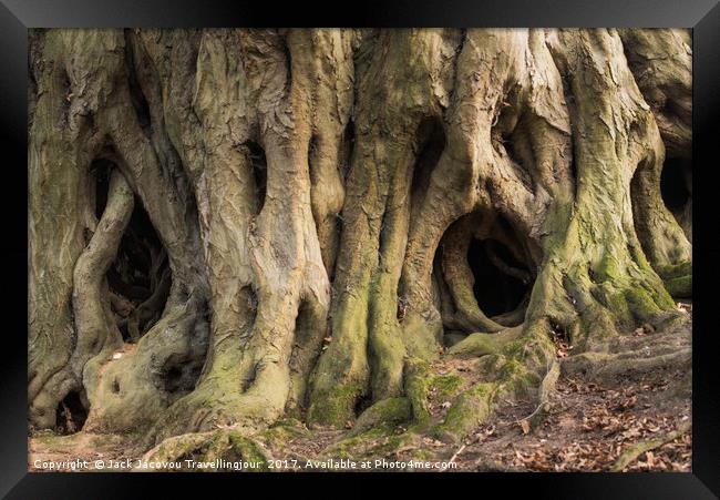Scary tree roots  Framed Print by Jack Jacovou Travellingjour