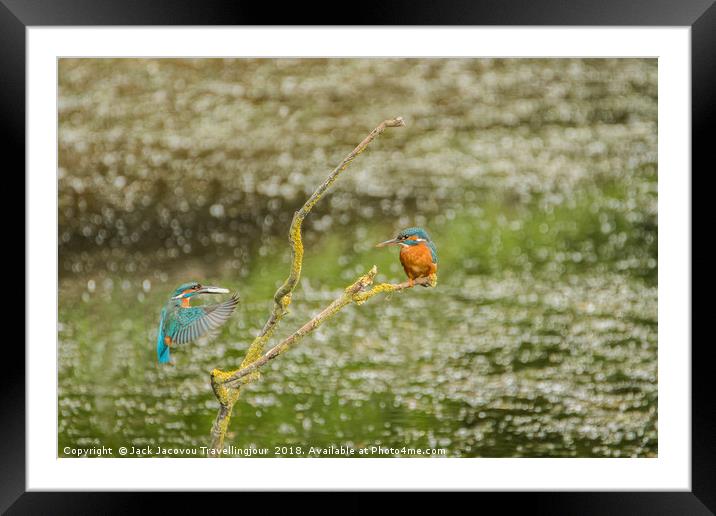 Male kingfisher baring fish  Framed Mounted Print by Jack Jacovou Travellingjour