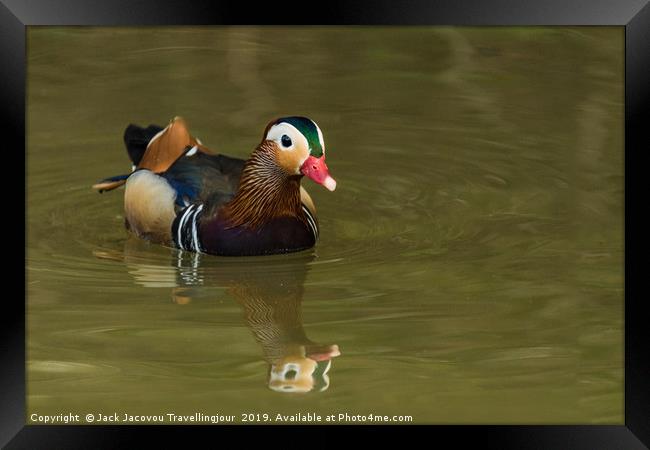 Male Mandarin duck  Framed Print by Jack Jacovou Travellingjour
