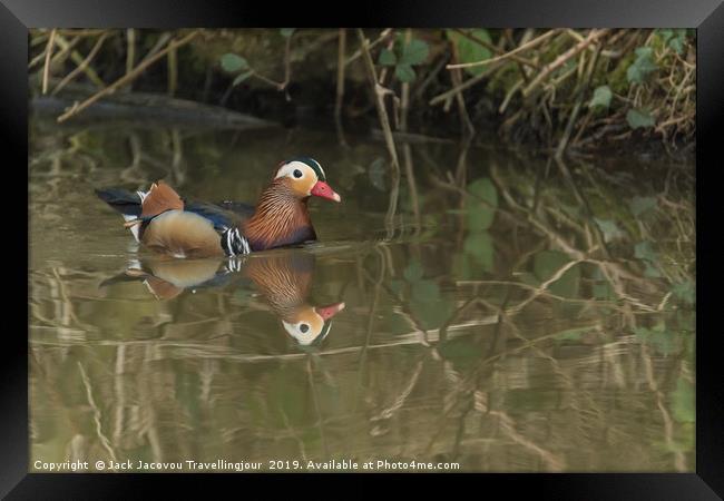 Male Mandarin duck  Framed Print by Jack Jacovou Travellingjour