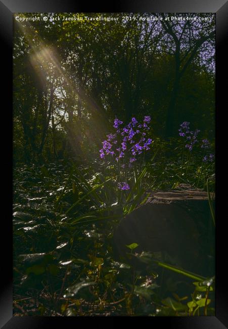 bluebell spotlight Framed Print by Jack Jacovou Travellingjour