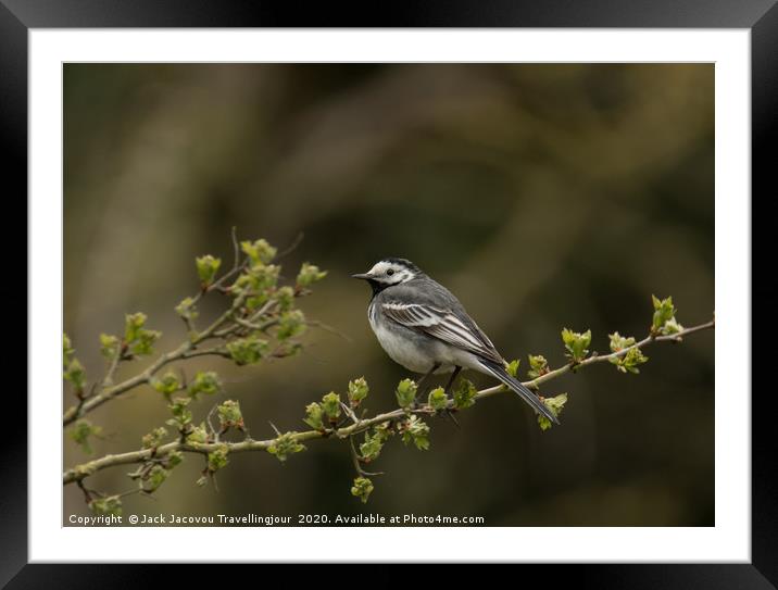 Pied Wagtail Framed Mounted Print by Jack Jacovou Travellingjour