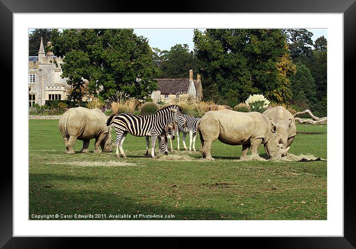 Zebras and Rhinos Framed Mounted Print by Carol Edwards