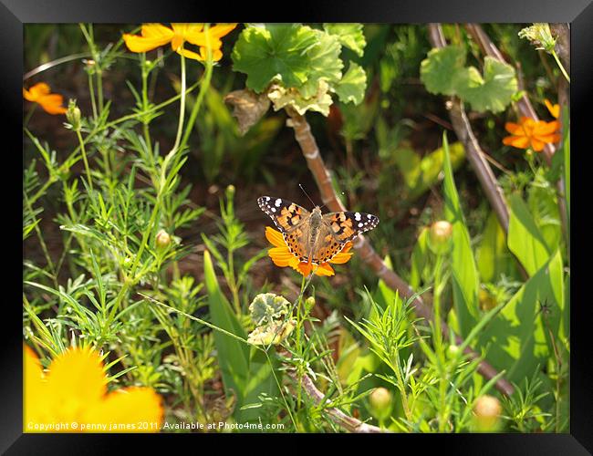 Butterfly in Greek garden Framed Print by penny james