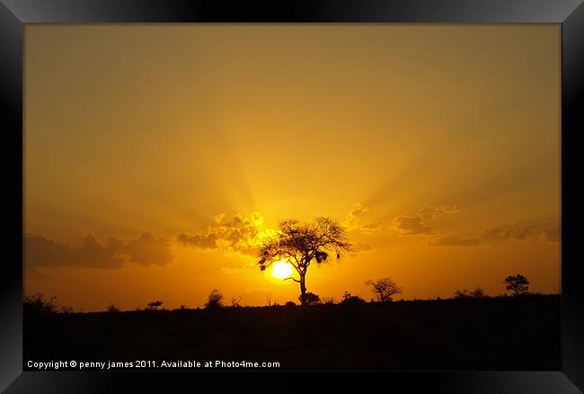 Tsavo sunset Framed Print by penny james