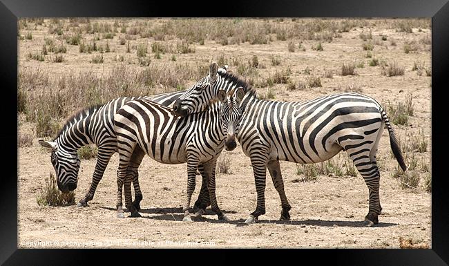 zebra friends Framed Print by penny james