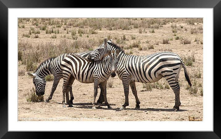 zebra friends Framed Mounted Print by penny james
