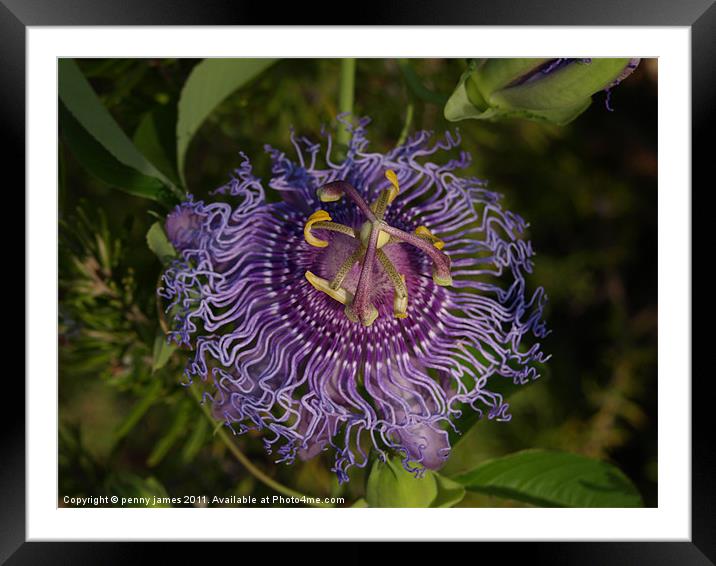Passion Framed Mounted Print by penny james