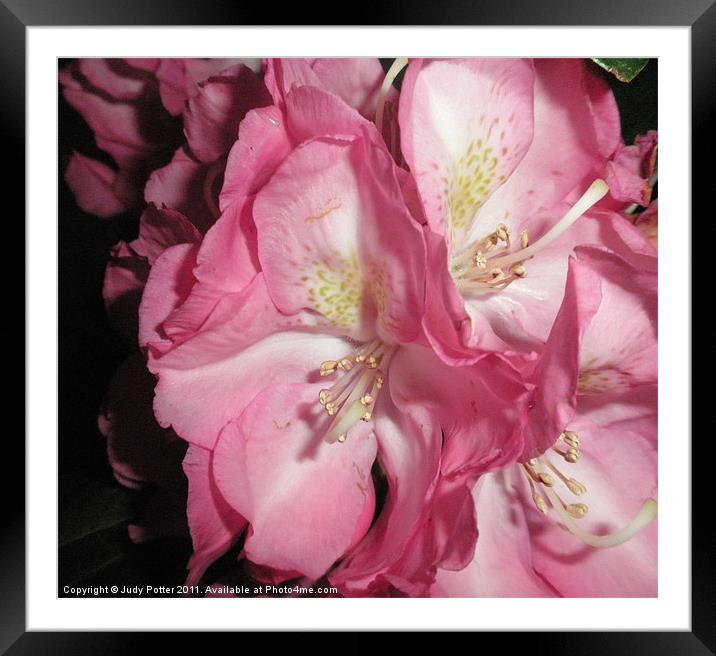 Beautiful Rhododendron - Close Up Framed Mounted Print by Judy Potter