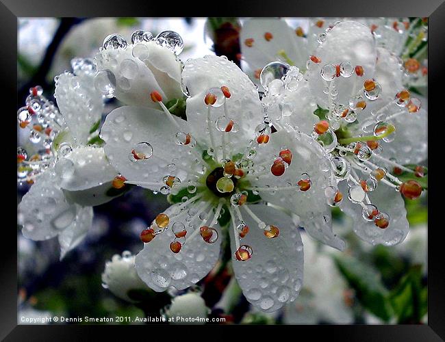 Wet Damson Blossom Framed Print by Dennis Smeaton