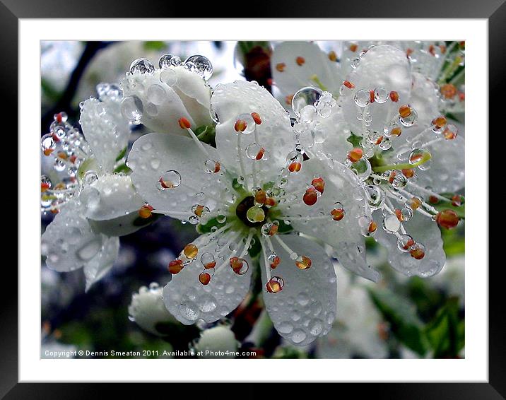 Wet Damson Blossom Framed Mounted Print by Dennis Smeaton