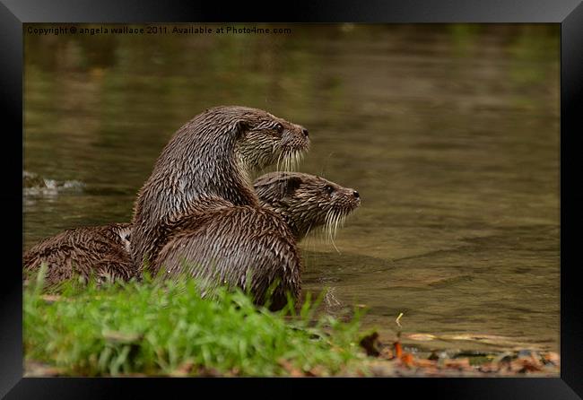 Otters At Play Framed Print by Angela Wallace