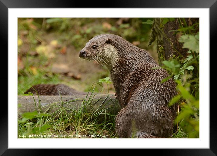 Otter Framed Mounted Print by Angela Wallace