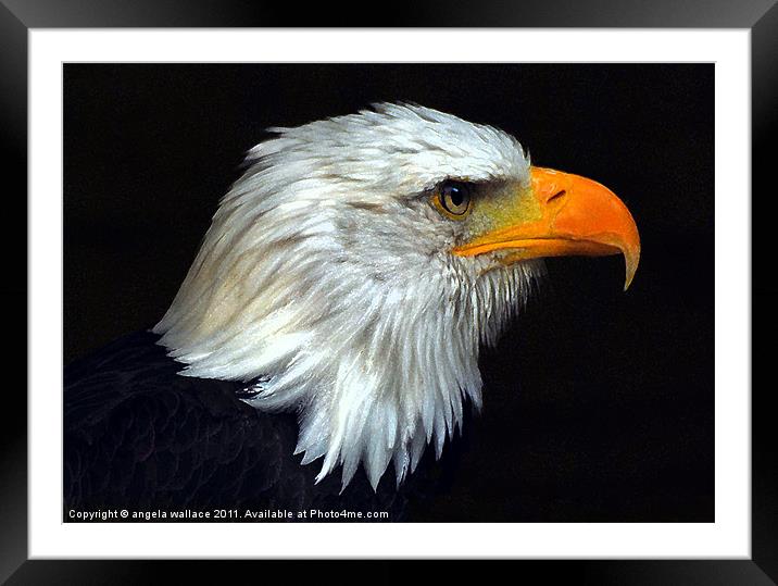 Bald Eagle Bird Framed Mounted Print by Angela Wallace