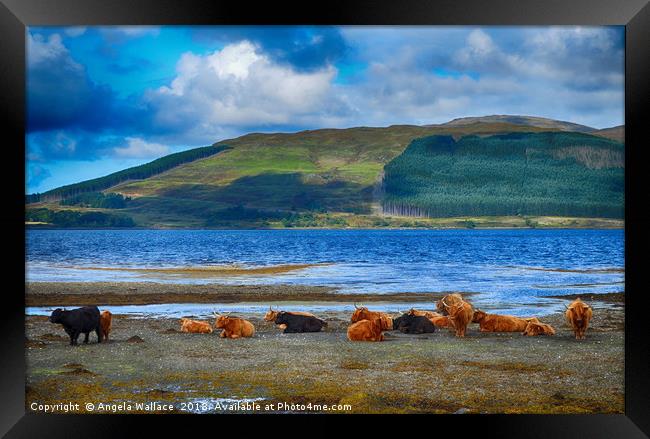 Highland Cattle on the shore                     Framed Print by Angela Wallace
