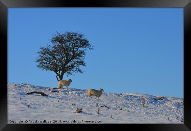 Sheep in the snow Framed Print by Angela Wallace