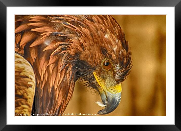 After dinner Golden Eagle Framed Mounted Print by Angela Wallace